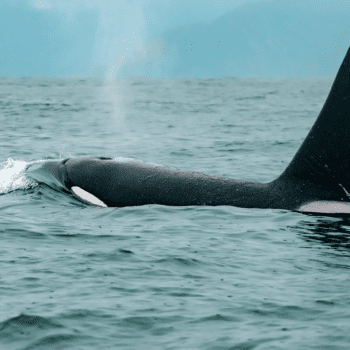 Daily Dive # 021 | Male Killer Whales are Real Mama’s Boys